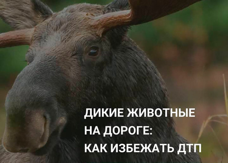 Эмоции – это неотъемлемая часть человеческого опыта, их подавление или игнорирование может привести к стрессу, тревоге и депрессии. Эмоции важны для нашего психического и эмоционального благополучия, необходимы для сохранения здоровья и гармонии в отноше.